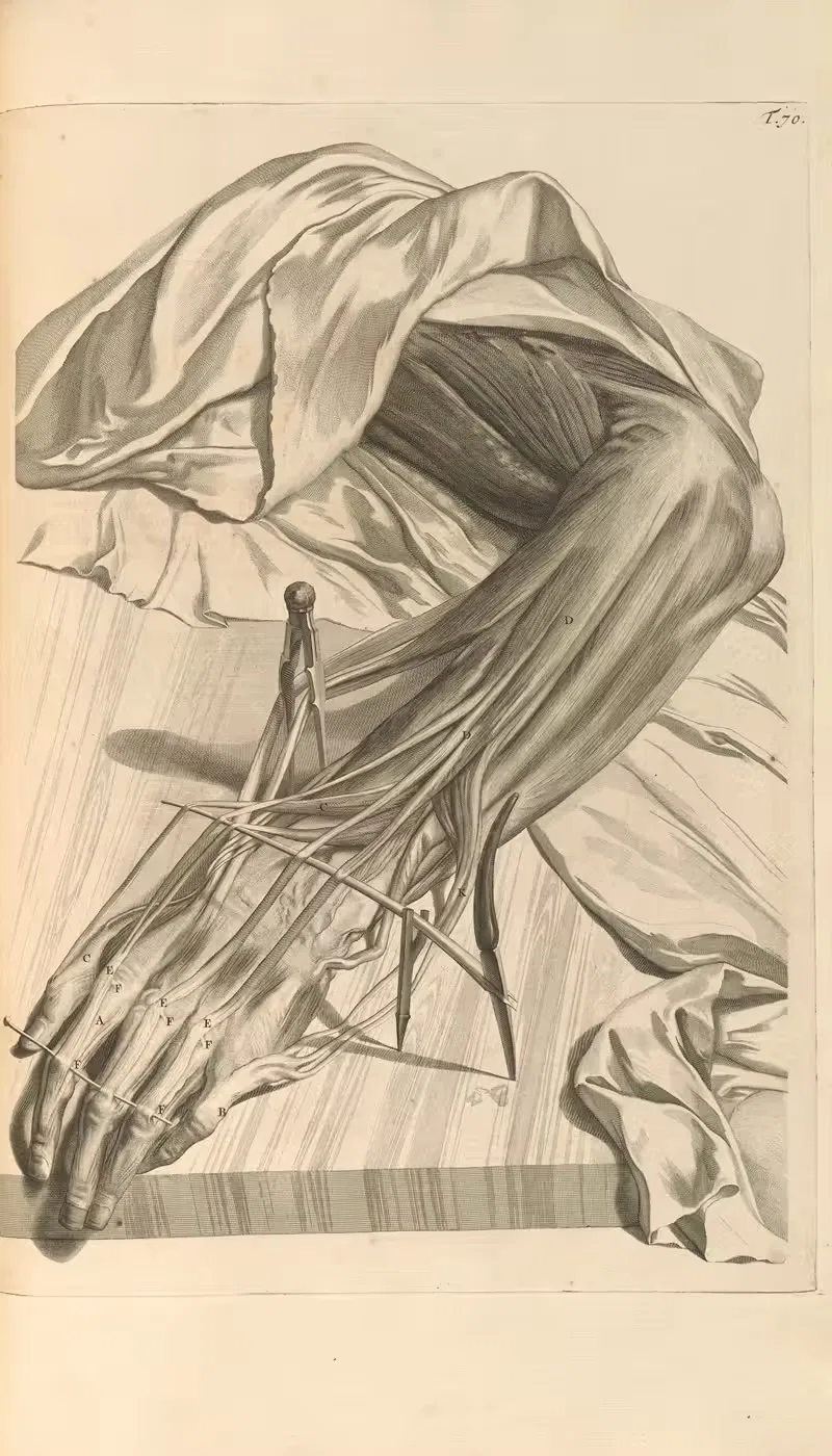 Anatomia humani corporis Pl.071 — Gerard de Lairesse
