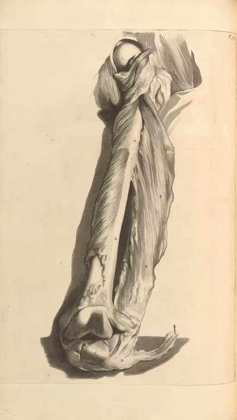 Anatomia humani corporis Pl.080 — Gerard de Lairesse