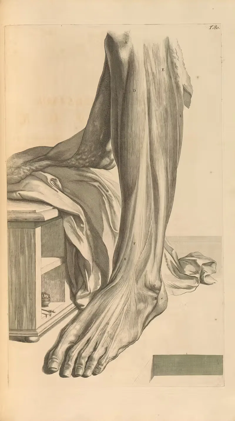 Anatomia humani corporis Pl.081 — Gerard de Lairesse