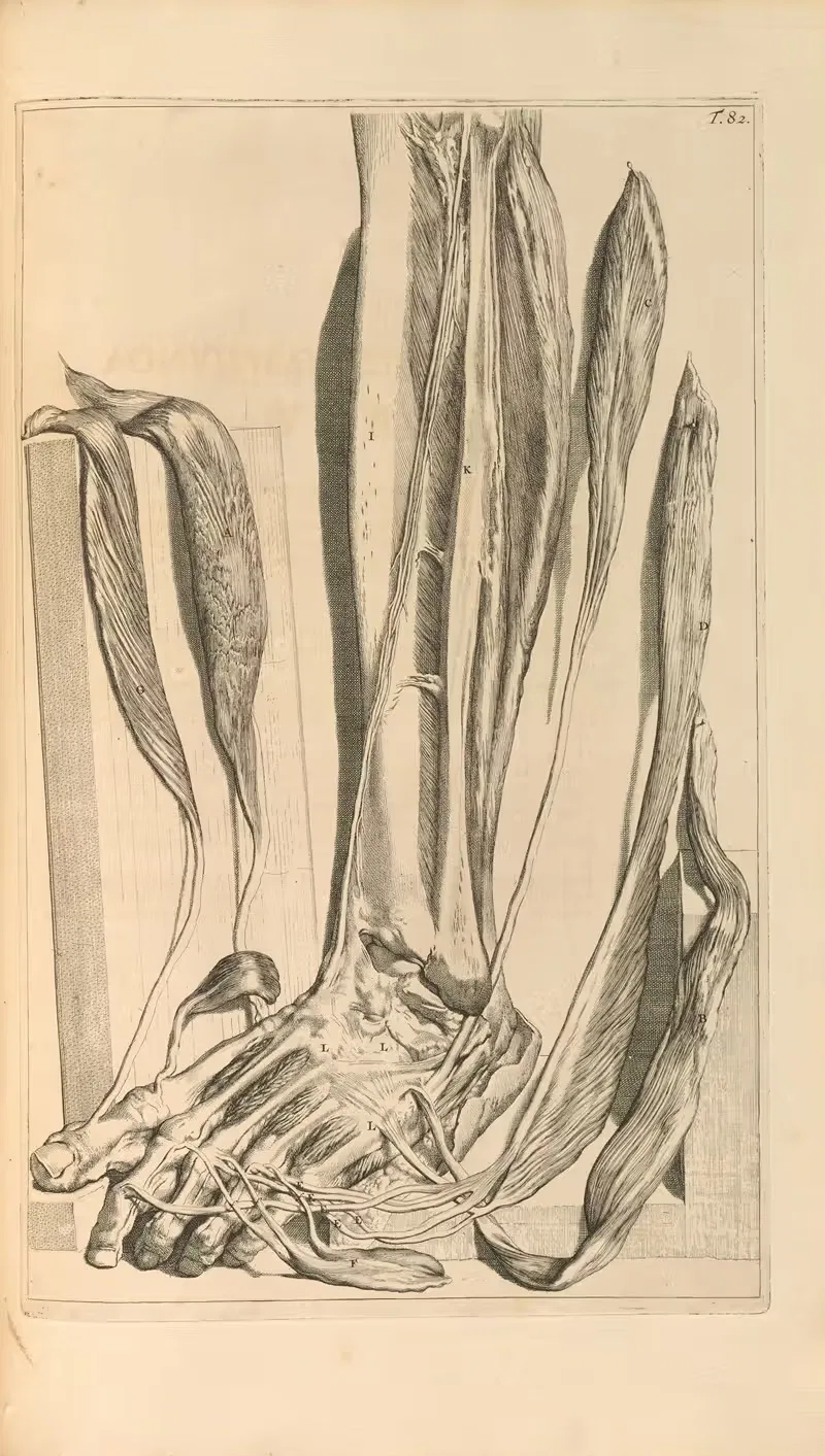 Anatomia humani corporis Pl.083 — Gerard de Lairesse