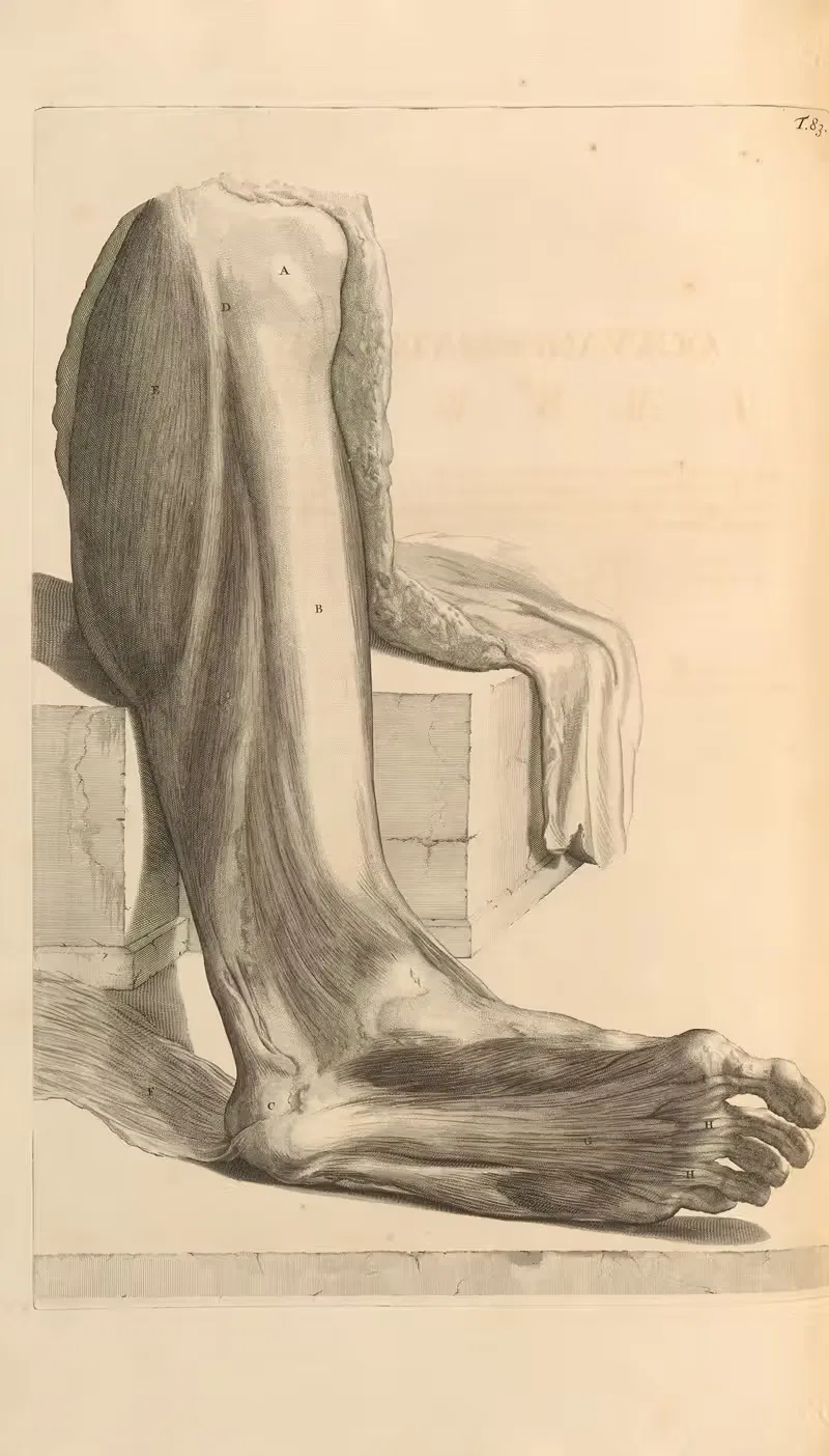 Anatomia humani corporis Pl.084 — Gerard de Lairesse