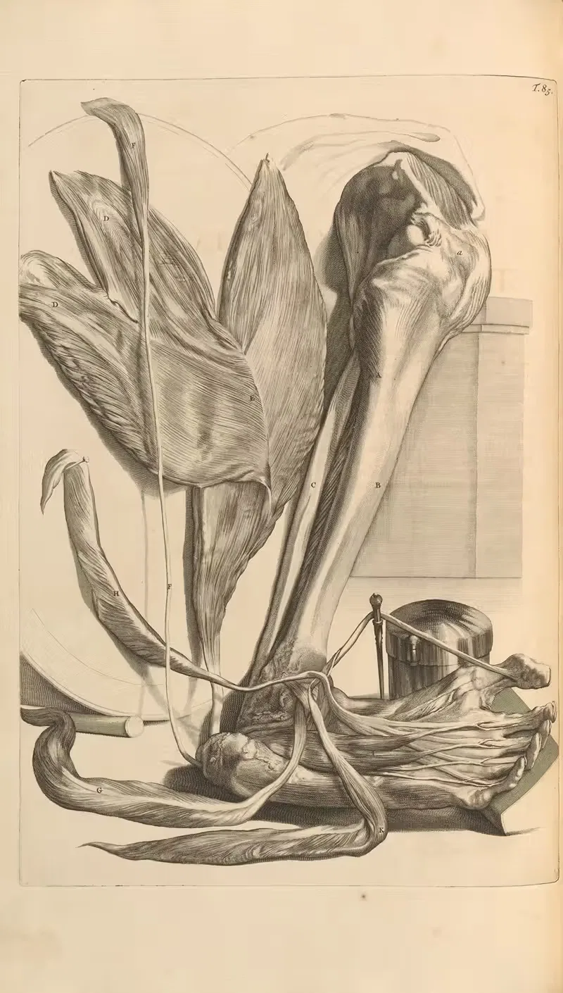 Anatomia humani corporis Pl.086 — Gerard de Lairesse