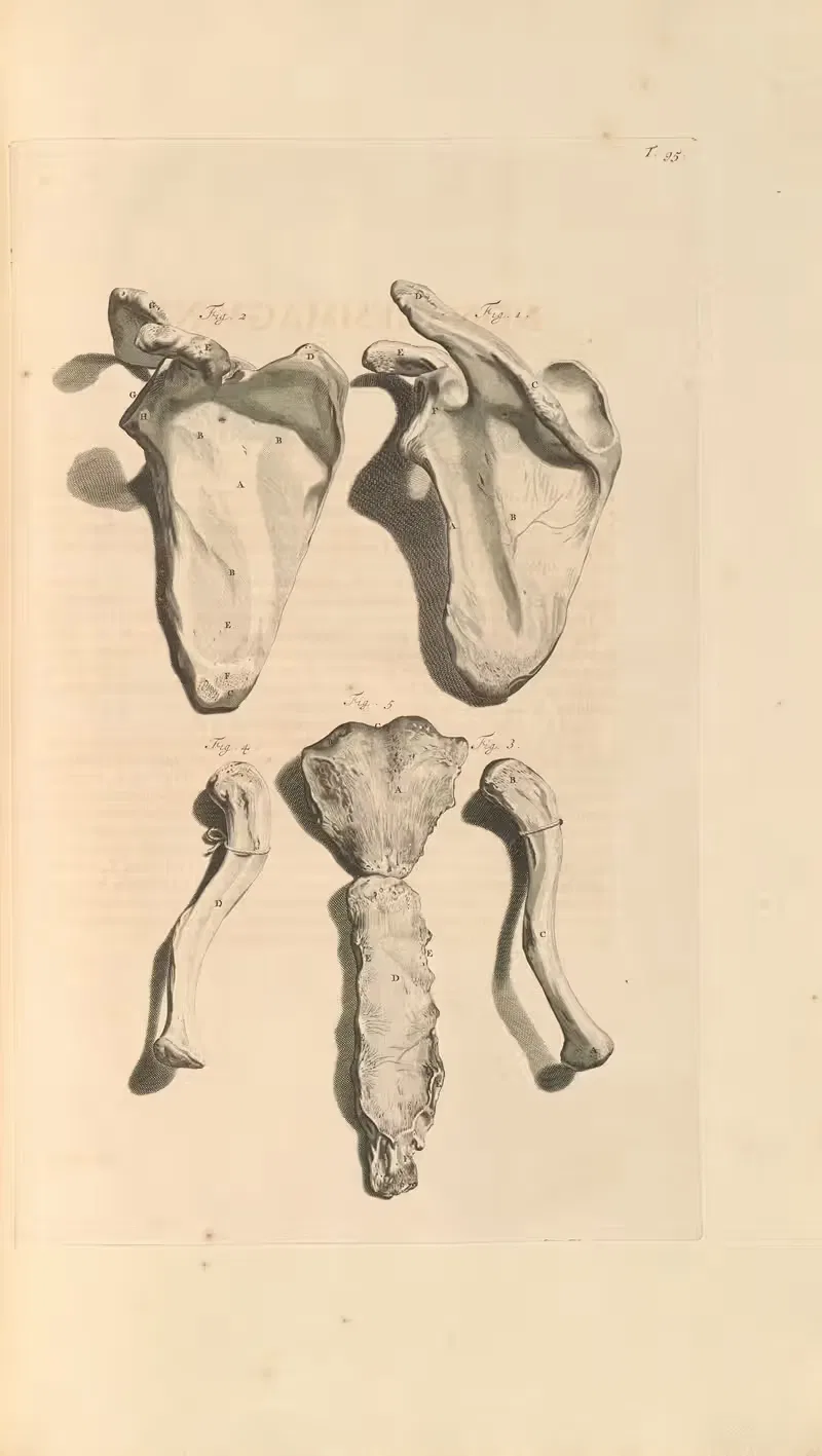 Anatomia humani corporis Pl.096 — Gerard de Lairesse