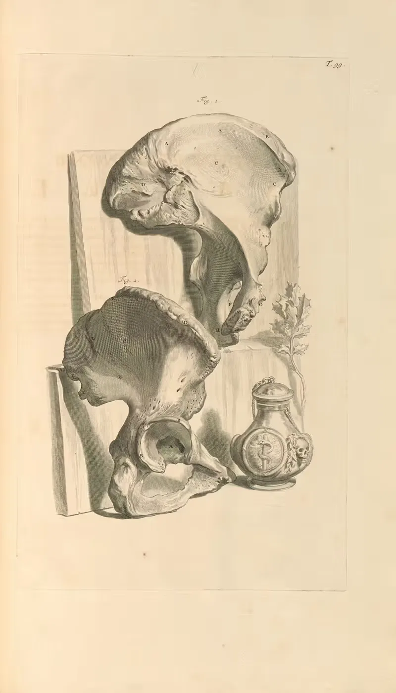 Anatomia humani corporis Pl.100 — Gerard de Lairesse
