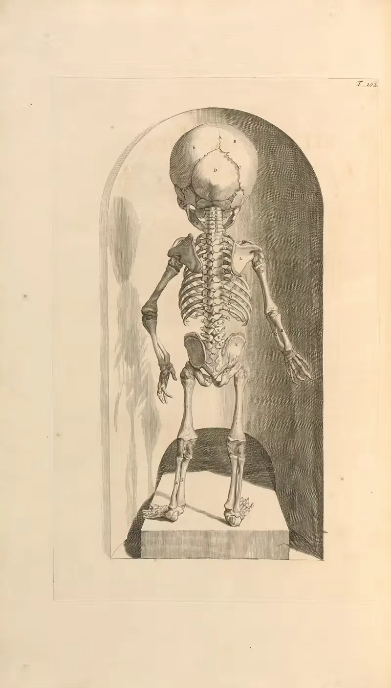 Anatomia humani corporis Pl.103 — Gerard de Lairesse