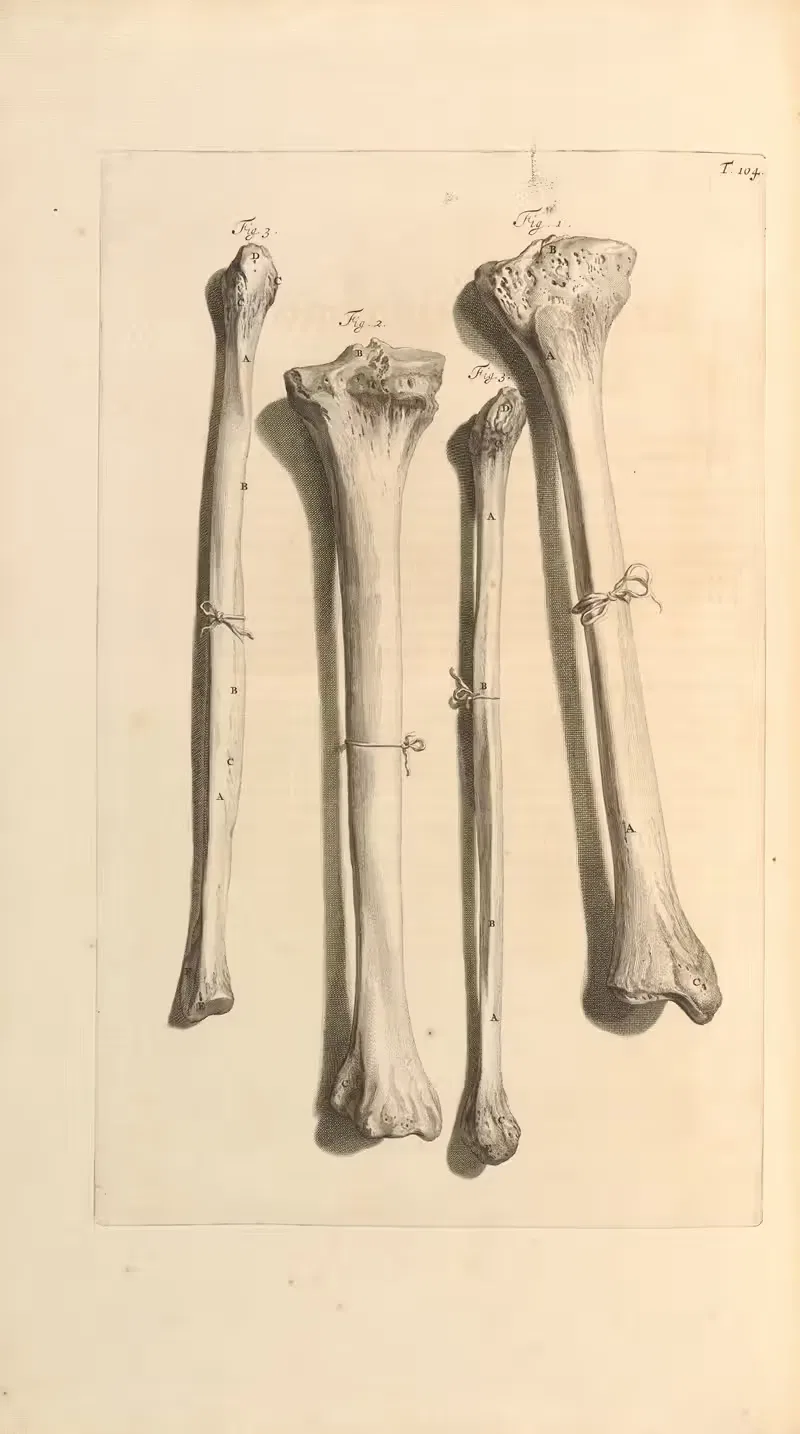 Anatomia humani corporis Pl.105 — Gerard de Lairesse
