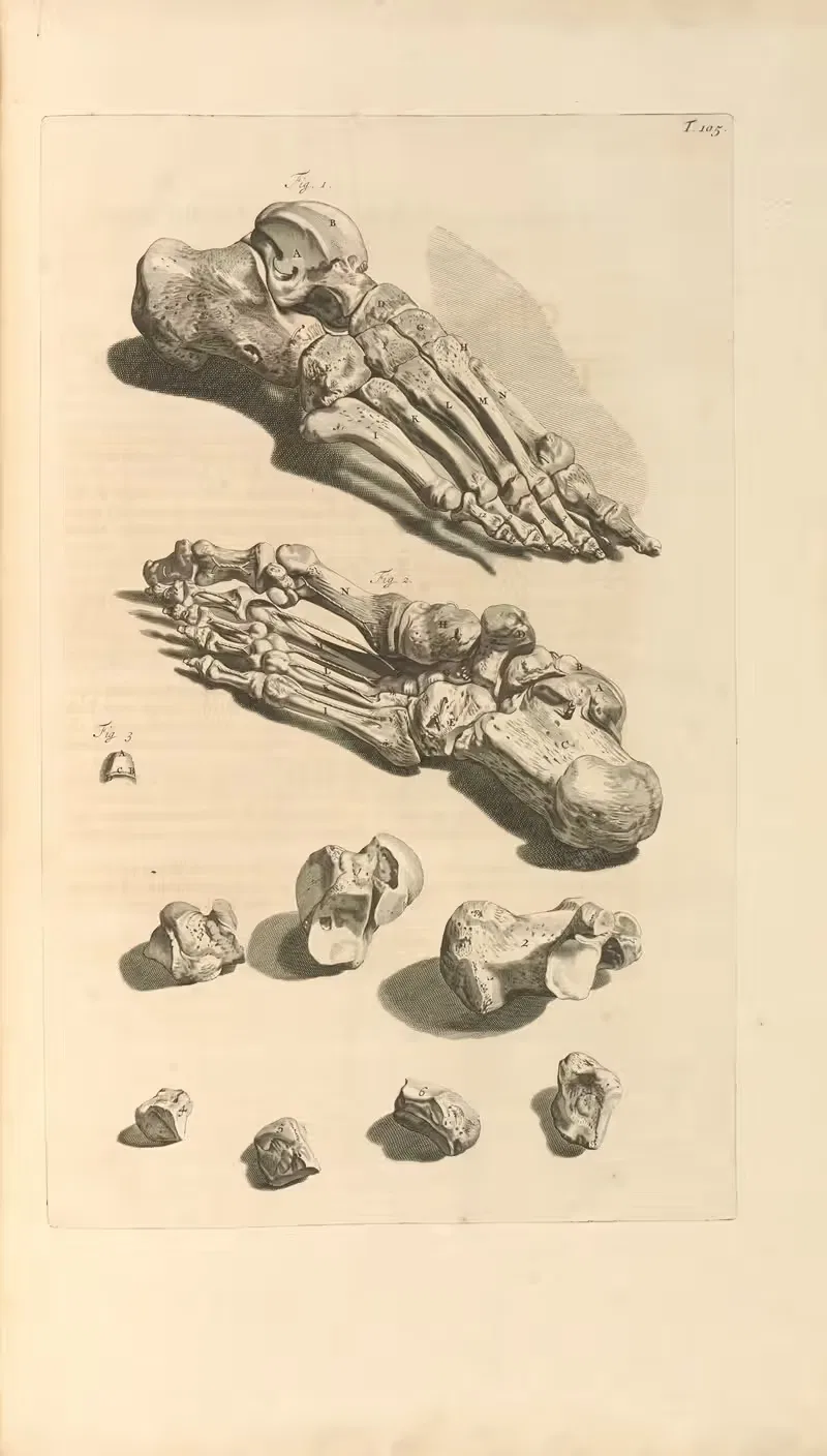 Anatomia humani corporis Pl.106 — Gerard de Lairesse