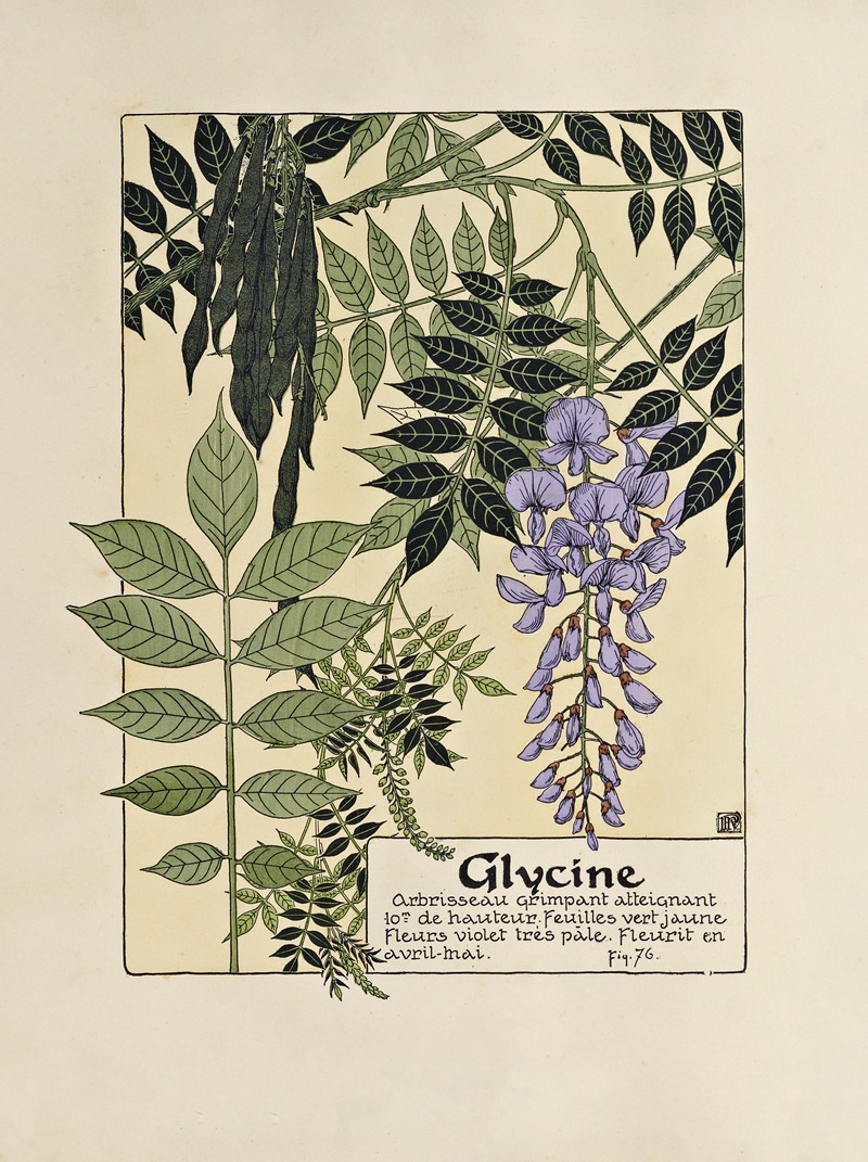 Glycine by Maurice Pillard Verneuil, 1903 — digital art print download