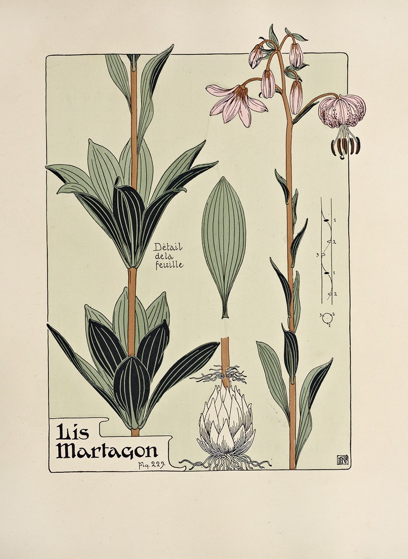 Lis Martagon by Морис Пиллар Вернёй, 1903 — digital art print download
