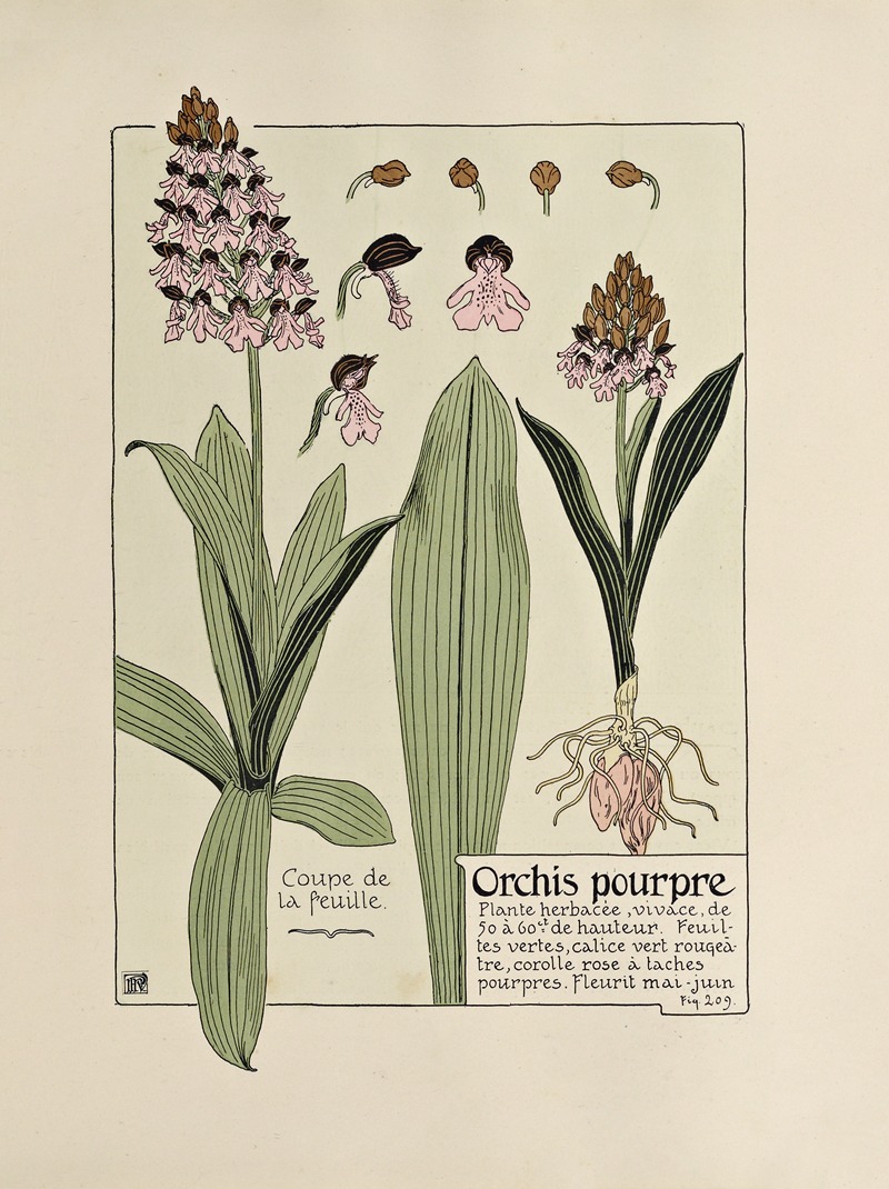Orchis pourpre by Морис Пиллар Вернёй, 1903 — digital art print download