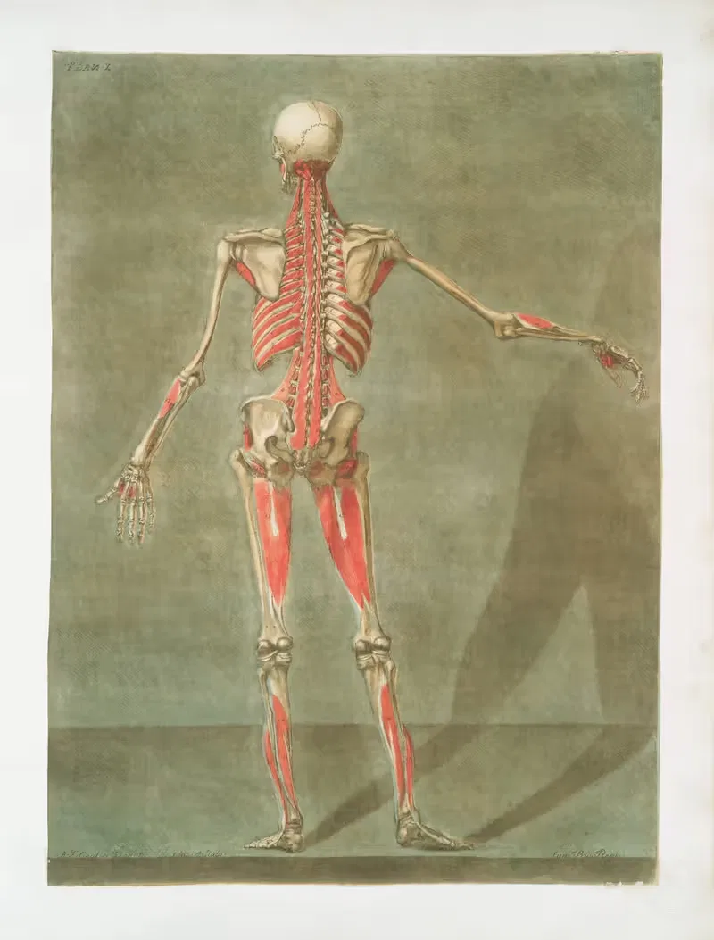Cette planche représente la derniere couche des muscles…. — Arnauld Gautier d'Agoty