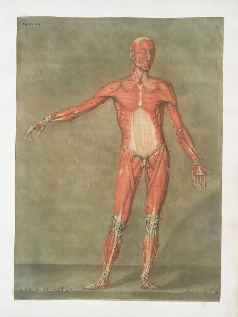 Эта таблица представляет первый слой мышц by Арнольд Готье д'Аготи, 1773 — digital art print download