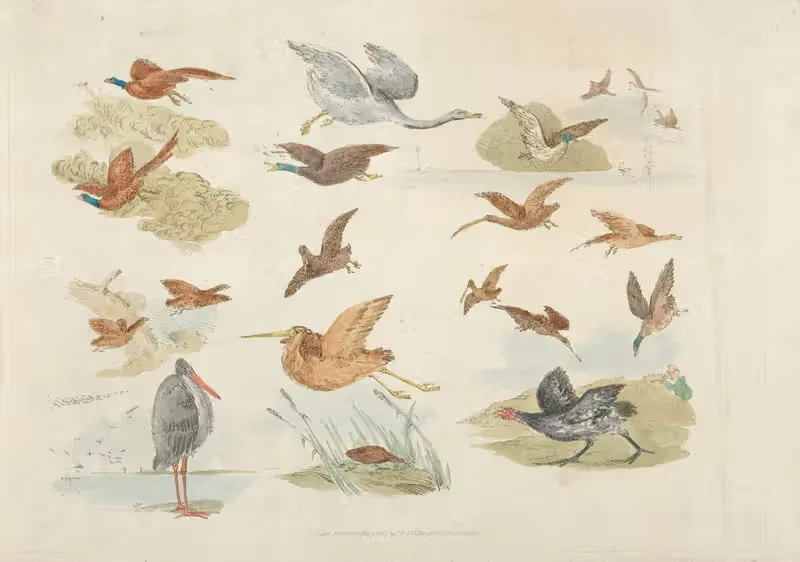 Birds of fowling — Henry Thomas Alken