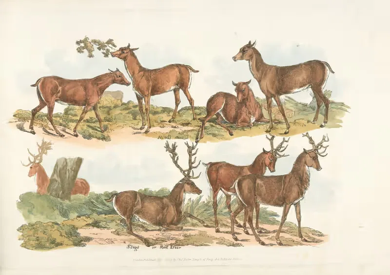 Лани; олени или красные олени by Генри Томас Алкен, 1817-1818 — digital art print download