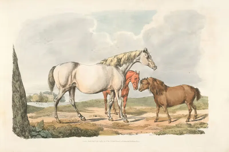 Две лошади и пони by Генри Томас Алкен, 1817-1818 — digital art print download