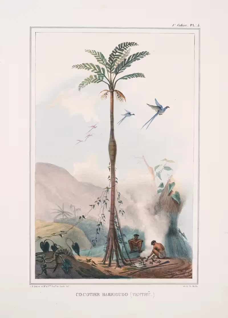 Кокосовая пальма с выпуклым стволом by Жан Батист Дебре, 1834 - 1839 — digital art print download