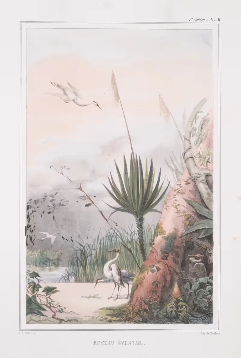 Roseau éventail (ouba) by Jean Baptiste Debret, 1834 - 1839 — digital art print download