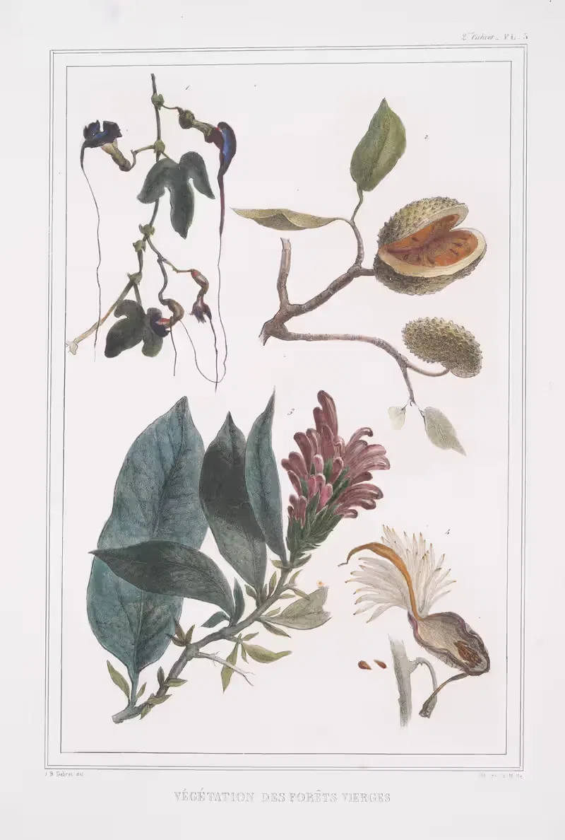 Végétation des forêts vierges by Jean Baptiste Debret, 1834 - 1839 — digital art print download