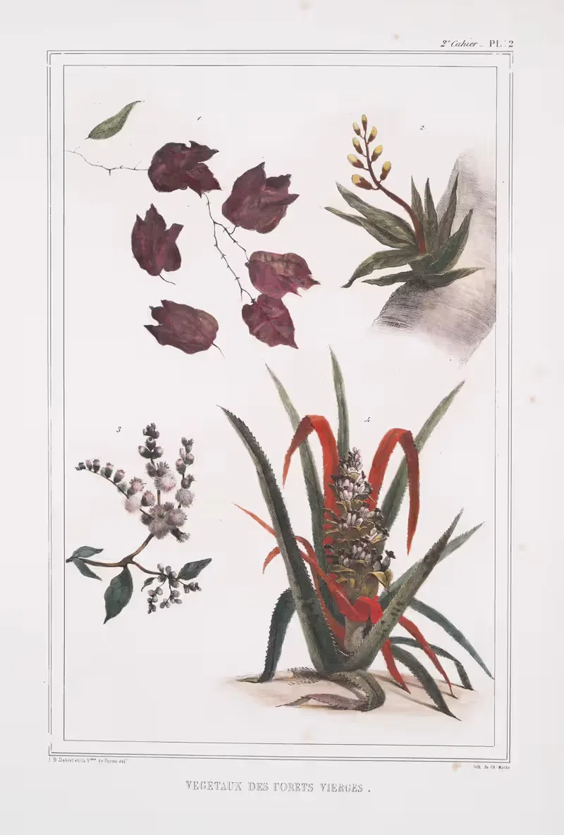 Растения девственных лесов by Жан Батист Дебре, 1834 - 1839 — digital art print download