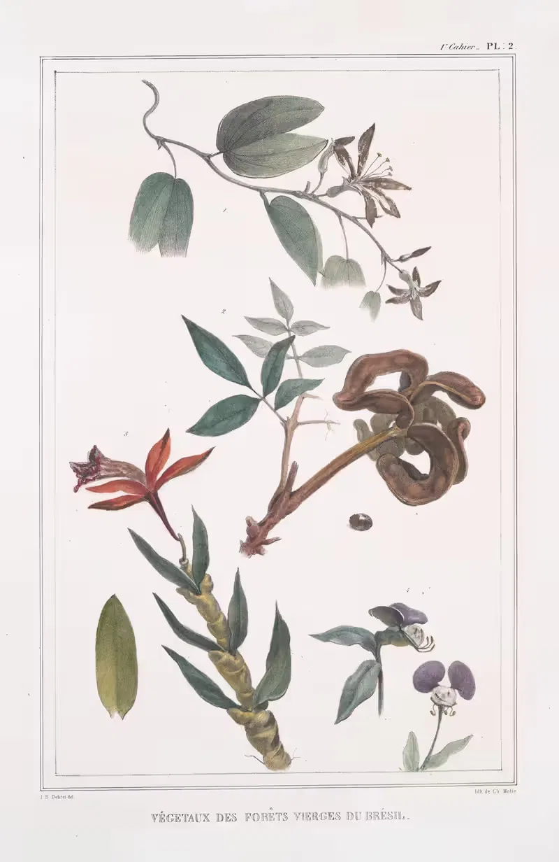 Растения девственных лесов Бразилии by Жан Батист Дебре, 1834 - 1839 — digital art print download