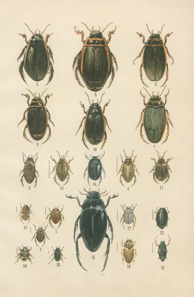 The beetles of Europe Pl.04 by Karl Neunzig, 1912 — digital art print download