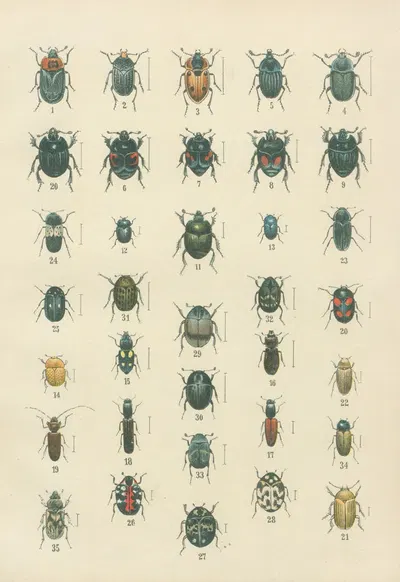The beetles of Europe Pl.06 by Karl Neunzig, 1912 — digital art print download