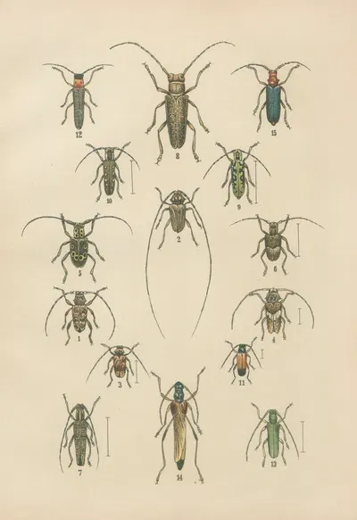 The beetles of Europe Pl.17 by Karl Neunzig, 1912 — digital art print download