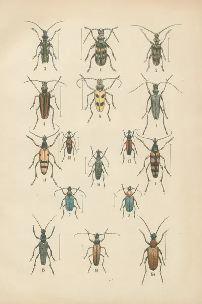The beetles of Europe Pl.18 by Karl Neunzig, 1912 — digital art print download