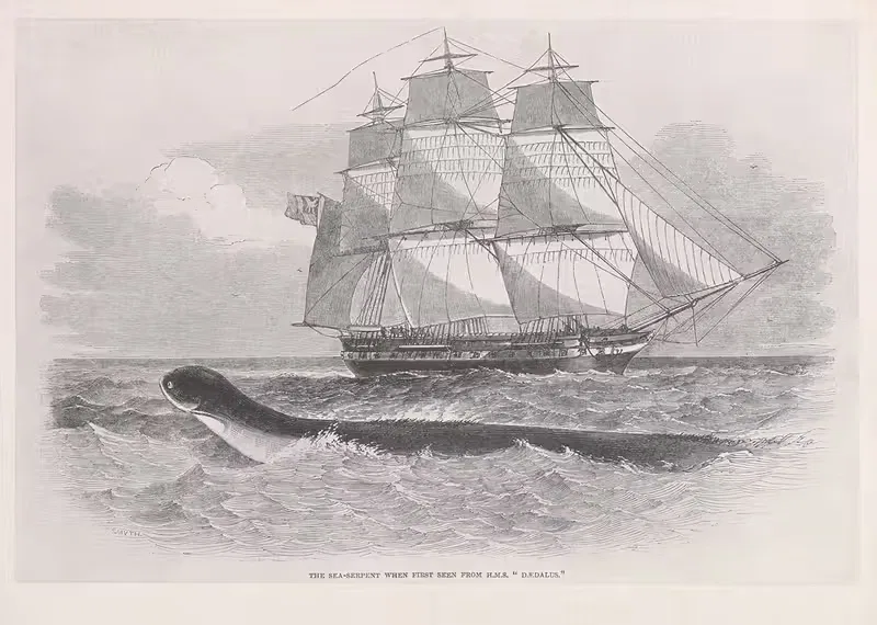The sea-serpent when first seen from H.M.S. Dædalus — Anonymous