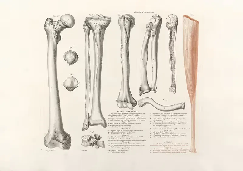 Anatomie du gladiateur combattant Pl.01 — Jean-Galbert Salvage