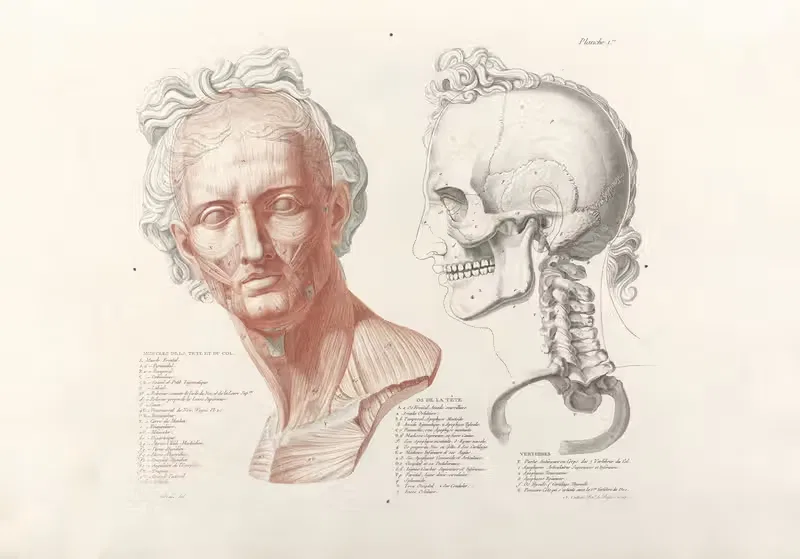 Anatomie du gladiateur combattant Pl.02 — Jean-Galbert Salvage