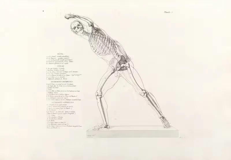 Anatomie du gladiateur combattant Pl.06 — Jean-Galbert Salvage