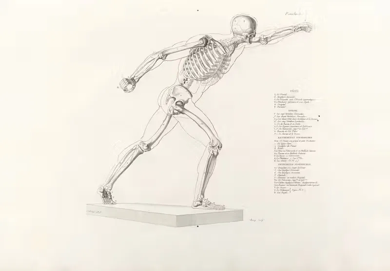 Anatomie du gladiateur combattant Pl.09 — Jean-Galbert Salvage