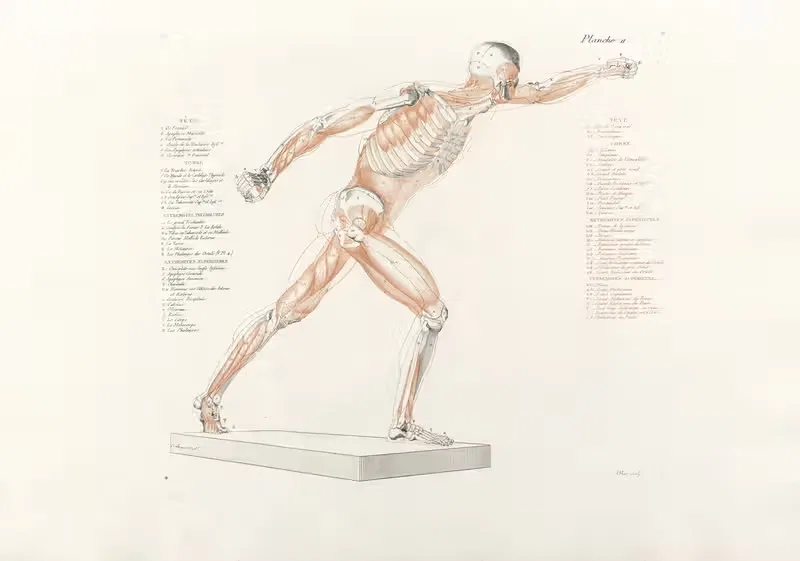 Anatomie du gladiateur combattant Pl.12 — Jean-Galbert Salvage
