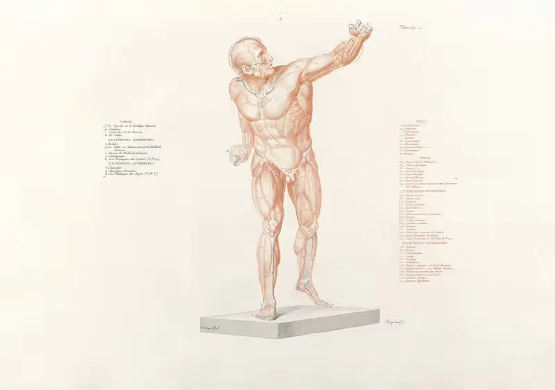Anatomie du gladiateur combattant Pl.13 — Jean-Galbert Salvage