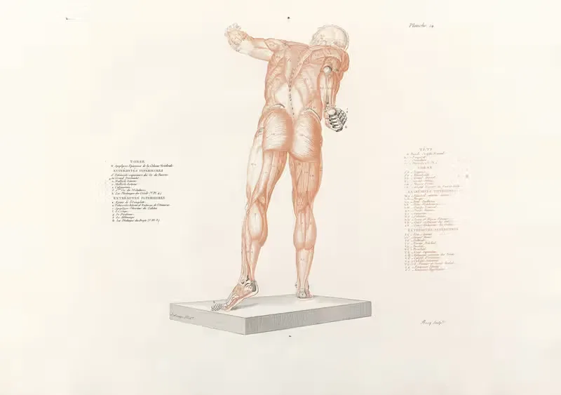 Anatomie du gladiateur combattant Pl.15 — Jean-Galbert Salvage