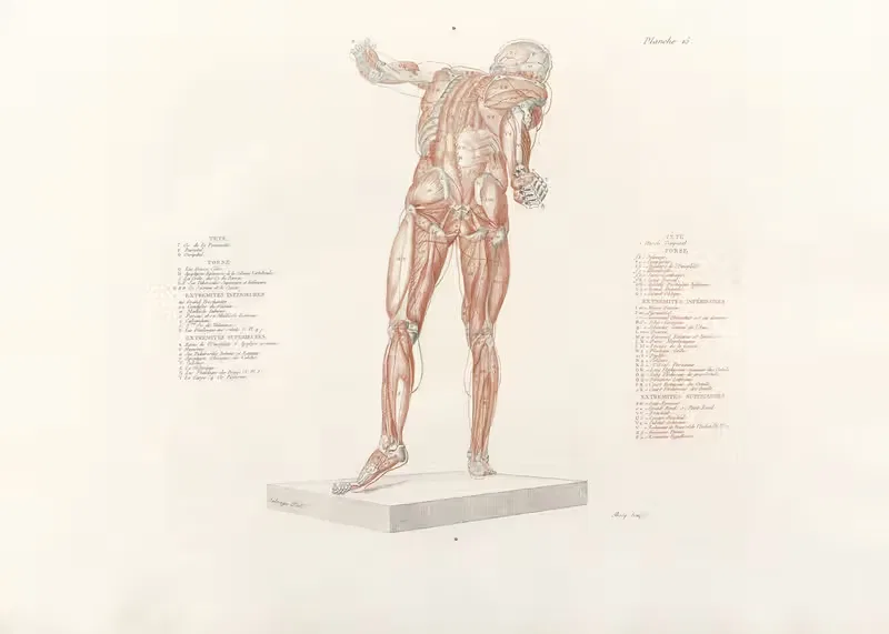 Anatomie du gladiateur combattant Pl.16 — Jean-Galbert Salvage