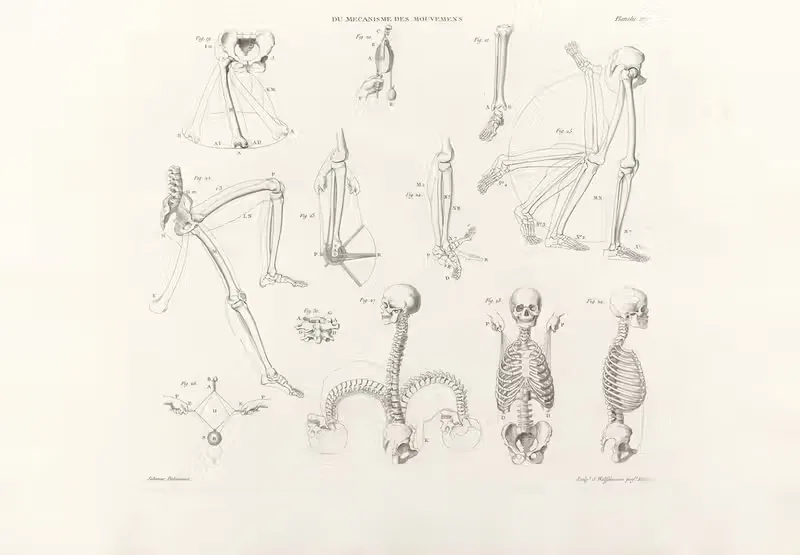 Anatomie du gladiateur combattant Pl.18 — Jean-Galbert Salvage
