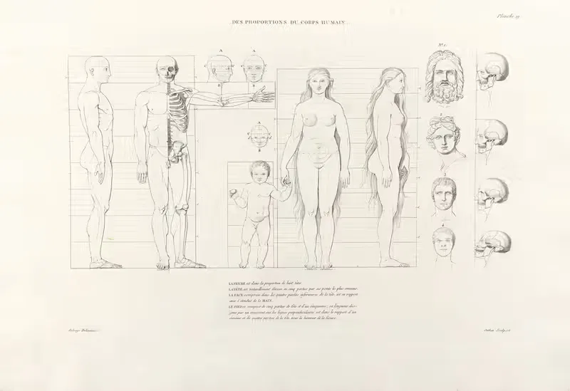 Anatomie du gladiateur combattant Pl.20 — Jean-Galbert Salvage