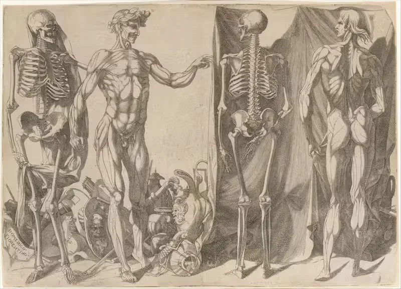 Two Flayed Men and Their Skeletons by Domenico del Barbiere — digital art print download