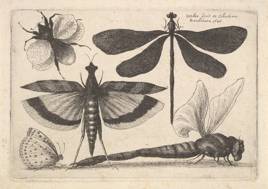 Dragonflies and a bumble bee by Wenceslaus Hollar, 1646 — digital art print download