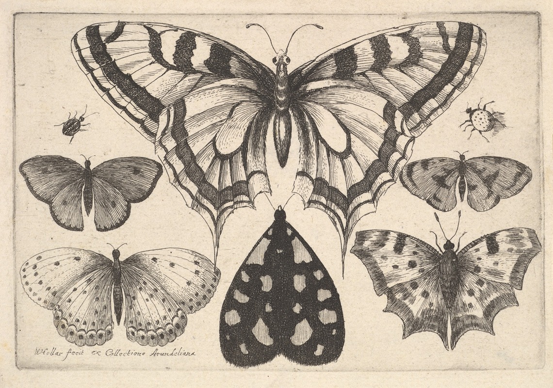 Five Butterflies, a Moth and Two Beetles by Wenceslaus Hollar, 1646 — digital art print download