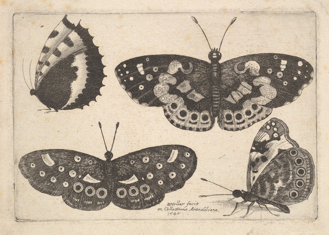 Four Butterflies by Венцеслав Голлар, 1646 — digital art print download