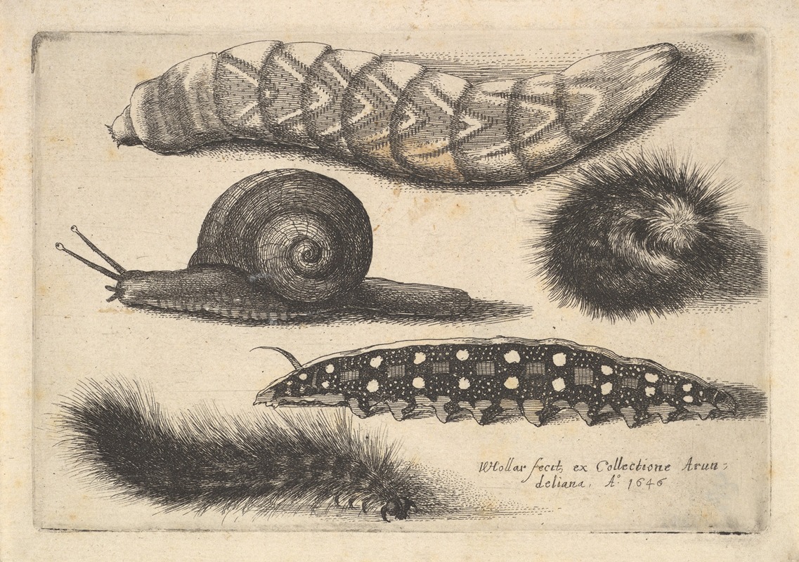 Four Caterpillars and a Snail by Венцеслав Голлар, 1646 — digital art print download