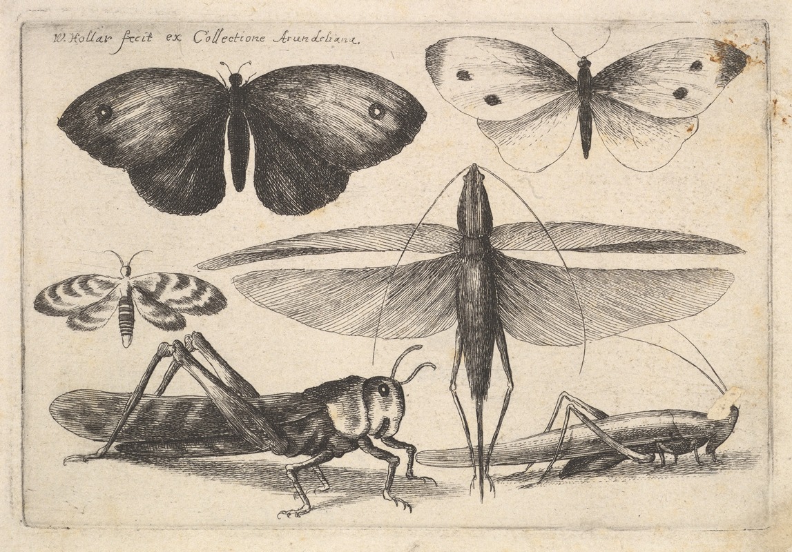 Six Insects by Венцеслав Голлар, 1646 — digital art print download