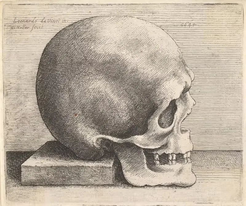 Череп в профиль вправо by Венцеслав Голлар, 1645 — digital art print download