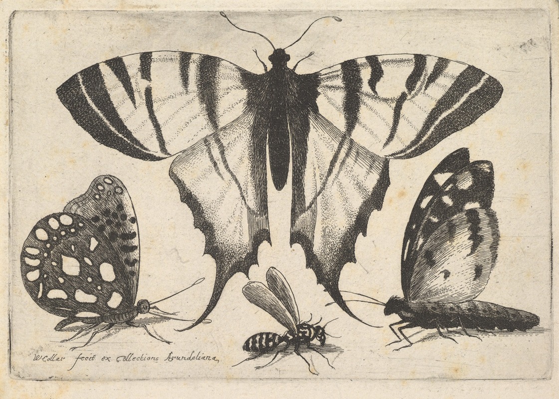Three Butterflies and a Wasp by Венцеслав Голлар, 1646 — digital art print download