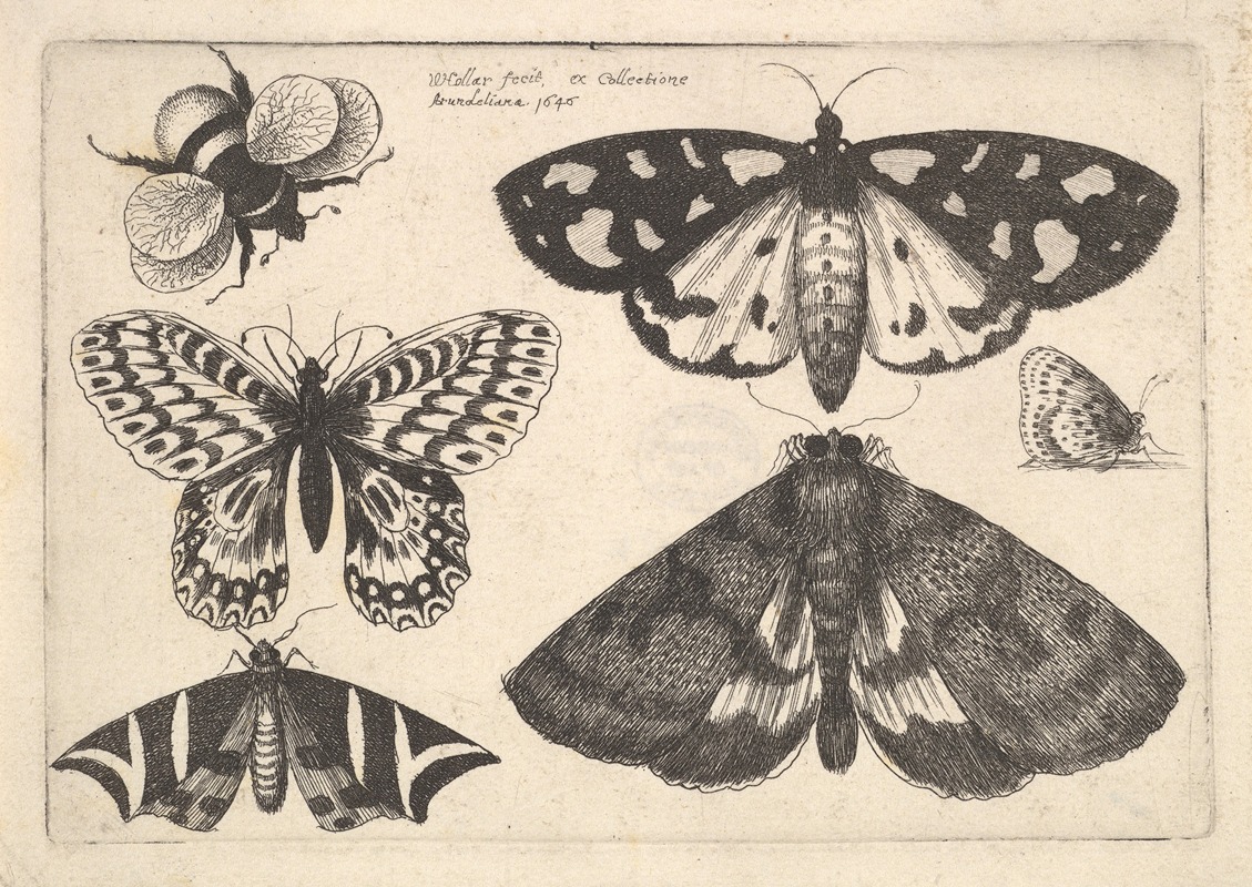 Three moths, two butterflies and a bumble bee — Венцеслав Голлар