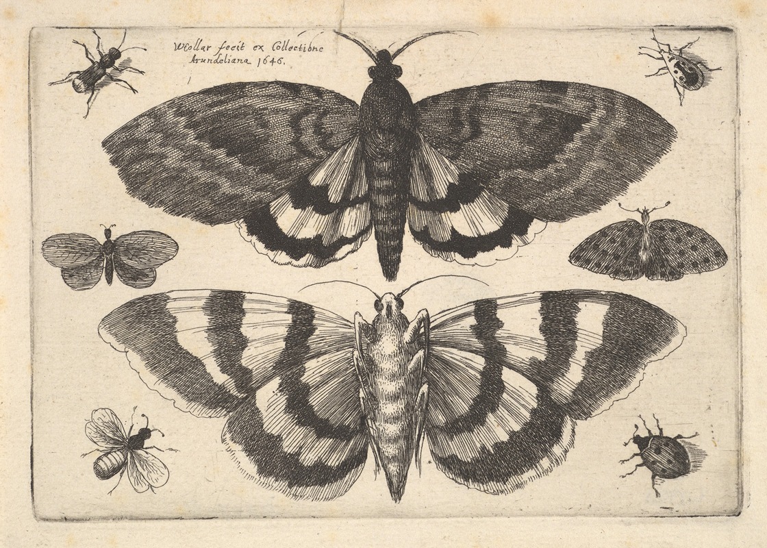 Two moths and six Insects by Венцеслав Голлар, 1646 — digital art print download