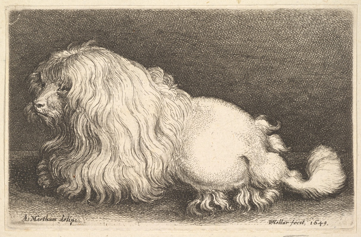 Белая собака by Венцеслав Голлар, 1649 — digital art print download